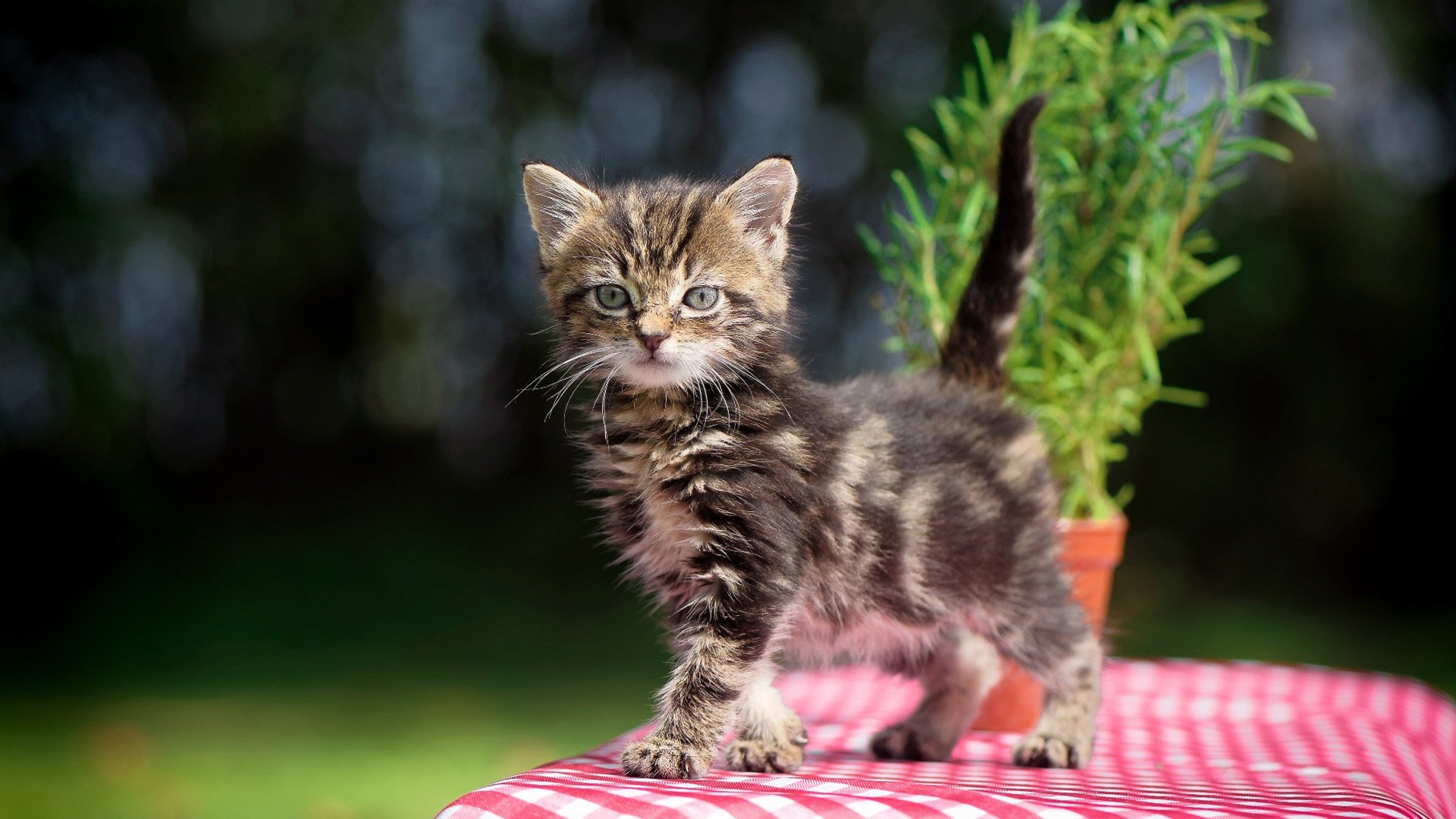 马拉维男篮在非洲锦标赛中夺冠，刷新体育历史新高峰，非洲国家马拉维共和国简介